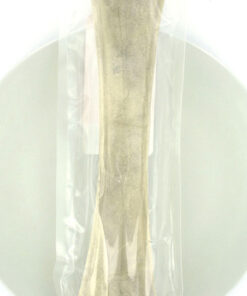 Bot 12.5 inch (31cm) 1st